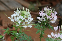 Cleome speciosa